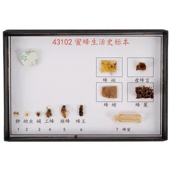 Пчелен образец Биологични експериментални образци за начални и средни училища Дърво