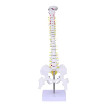 1Pc Медицински анатомичен скелет гръбначен стълб модел за болница цяло тяло череп скелет гръбначен анатомия модел гръбначен стълб демонстрация модел
