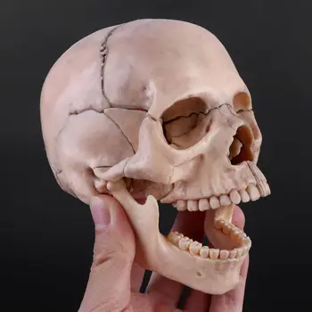 15pcs/set Разглобен череп анатомичен модел Разглобяемо медицинско преподаване също
