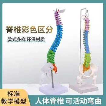 45CM Цветен човешки гръбначен модел с таз, бедрена кост, опашна кост, гръбначен скелет, лумбални прешлени и цервикален ортопедичен модел