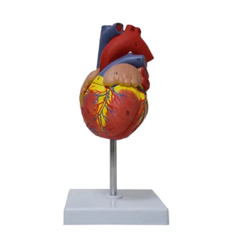 Анатомични анатомични модели на човешкото сърце Медицинска наука Висцера Модел на преподаване Медицински орган Модел Учебни ресурси със стойка