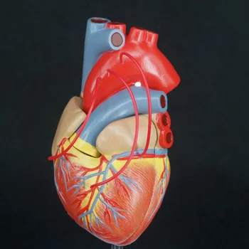 PVC научно сърце с байпас Life Size анатомичен модел анатомия