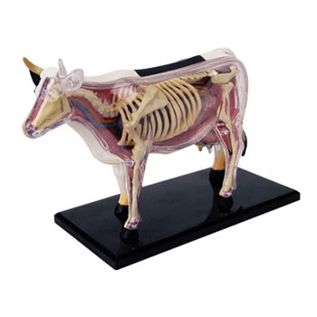 Анатомия на животински органи Модел 4D Крава Интелигентност Сглобяване на играчки Преподаване на анатомия Модел DIY Научно-популярни уреди