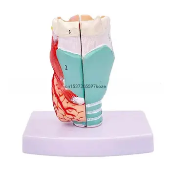 Анатомичен ларинкс Модел Анатомия на гърлото Модел на преподаване Prop
