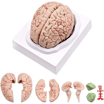 Модел на човешкия мозък, Модел на анатомията на човешкия мозък в реален размер с дисплейна база, за научно обучение в класната стая & Показване на преподаването