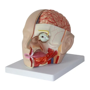 Dropship Cerebral Artery Anatomical Model, Detachable Human Head Anatomical Model
