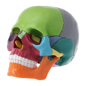 15Pcs / Set Череп Модел Комплект Разглобен череп Модел Цвят Череп Анатомичен модел Подвижен инструмент за преподаване